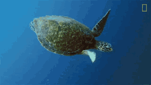 swimming turtle nat geo wild into the deep ocean sea turtle in the deep ocean just keep swimming swimming turtle nat geo wild into the deep ocean sea turtle in the deep ocean just keep swimming