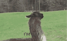 Im Out Hopping GIF - Im Out Hopping Funny Animals GIFs