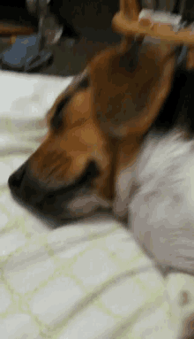 Beaglelife Tiredness GIF - Beaglelife Tiredness Bork GIFs