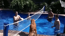 Guard Dog GIF - Ball Volley Pool GIFs