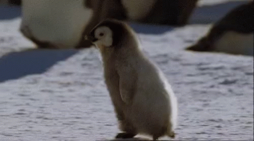 pingu-pinguino.gif