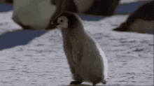 Pingu Pinguino GIF - Pingu Pinguino Bebe GIFs