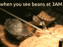 Beans 3am GIF - Beans 3am Turtle GIFs