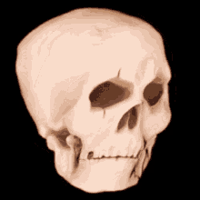 skull skull