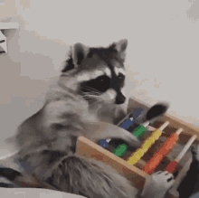 raccoon computing