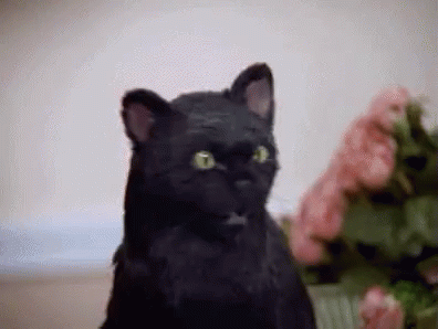 Cat Slap GIF - Cat Slap Sabrina The Teenage Witch GIFs