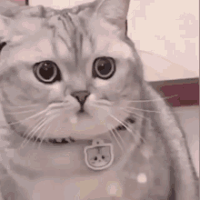 Adorable Cat GIF - Adorable Cat Cat Smile GIFs