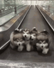 Puppies Running GIF - Puppies Running Walking GIFs