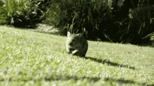 Wombat Running GIF - Wombat Running Coming GIFs