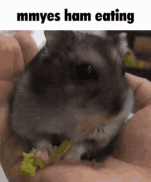 Hamster Ham Meme GIF - Hamster Ham Ham Meme GIFs