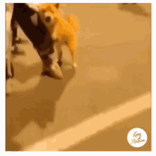 ladrar barking dog fear fight ladrar barking dog fear fight