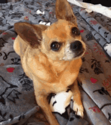 Cute Chihuahua GIF - Cute Chihuahua Dog GIFs