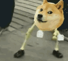 shiba shibainu doge dancing dog