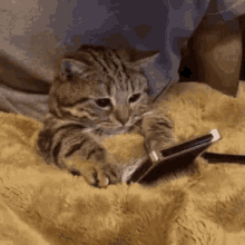 Kitten Watching GIF - Kitten Watching Phone GIFs