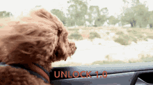 unlock pup puppy windy dog