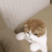 Cat Catfallingandhiding GIF - Cat Catfallingandhiding GIFs