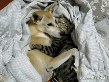 Sleep Cute Friends GIF - Sleep Cute Friends Cat And Dog - Discover & Share  GIFs
