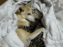 Sleep Cute Friends GIF - Sleep Cute Friends Cat And Dog GIFs