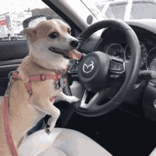 chihuahua driving lookbothways safedriver lol