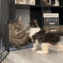Cats Slap Kitty Slap GIF - Cats Slap Cat Slap GIFs