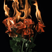 Red Roses Flowers GIF - Red Roses Rose Flowers GIFs
