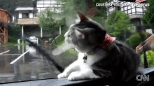 Cat Vs. Wiper Blades GIF - Cat Wipers Funny GIFs