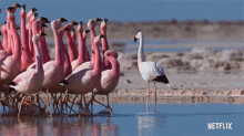 Flamingos Life In Color With David Attenborough GIF - Flamingos Life In Color With David Attenborough Walking Around GIFs