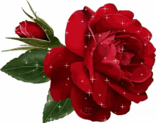 una hermosa rosa para ti