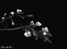 primavera flores