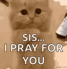 praying cat please cute