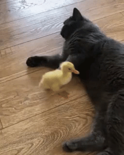 Cat And Baby Duck GIF - Cat And Baby Duck GIFs