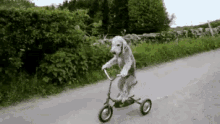 bersepeda sepeda anjing lucu pintar