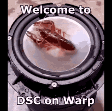 Dsc On Warp GIF - Dsc On Warp GIFs
