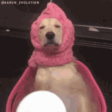 Dogs Pamper GIF - Dogs Pamper Spa GIFs