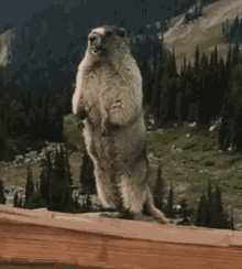 erland marmot screaming groundhog