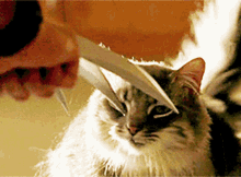Cat Licking GIF - Cat Licking Blades GIFs