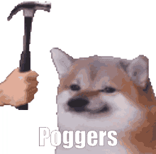 poggers hammer doge meme memes
