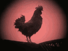 Rooster Morning GIF - Rooster Morning GIFs