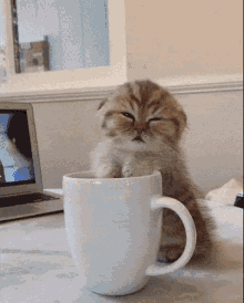 Kitten Morning GIF - Kitten Morning Coffee GIFs