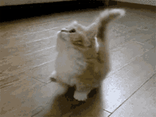 Kitty Confused GIF - Kitty Confused GIFs