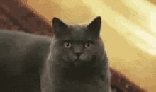 Cat Sarcastic GIF - Cat Sarcastic Angry GIFs