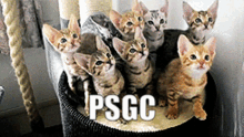 Psgc Kittenprns GIF - Psgc Kittenprns GIFs