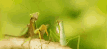 Bugs Mantis GIF - Bugs Mantis GIFs