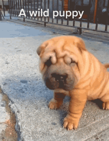 Cute Puppy Petting GIF - Cute Puppy Cute Petting GIFs