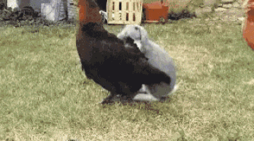 Chicken Rabbit GIF - Chicken Rabbit Mating GIFs.