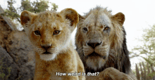 The Lion King Simba GIF - The Lion King Simba How Weird Is That GIFs