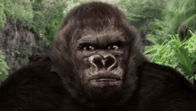 Gorilla No GIF - Gorilla No Nope GIFs
