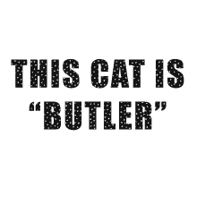 this cat is butler butler cat penelope cat butler