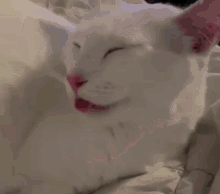 cat funny cat tongue white cat cat fun cat cute cat funny cat tongue white cat cat fun cat cute