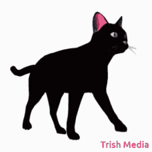Trish Media Kittens GIF - Trish Media Kittens Cats GIFs